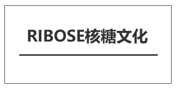 【公告】RIBOSE核糖文化官方网站、官方淘宝店正式开通！